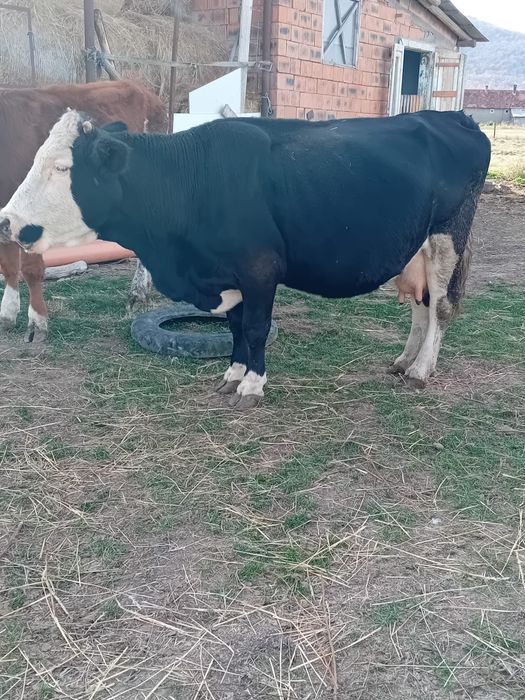 Vand vacă cu vițea și junincă