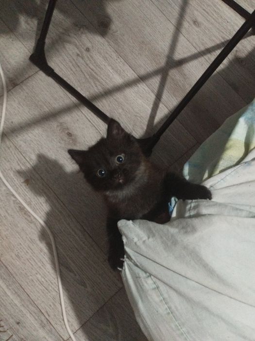 Отдам котят даром