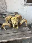 Coarne trofee berbec