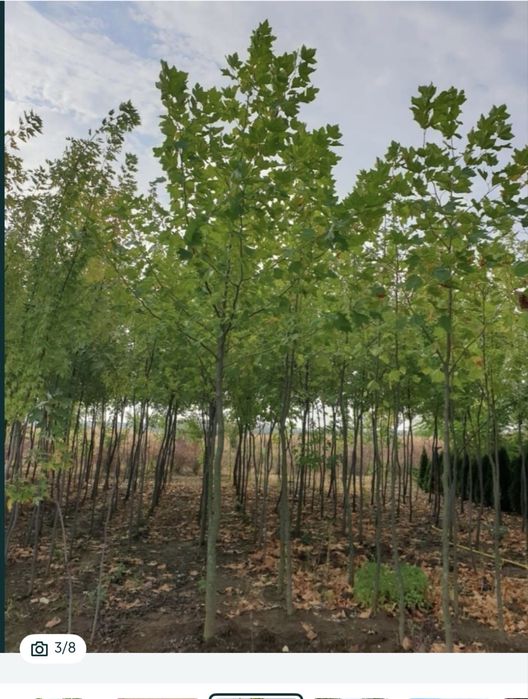 Plante ornamentale naturale de gradina