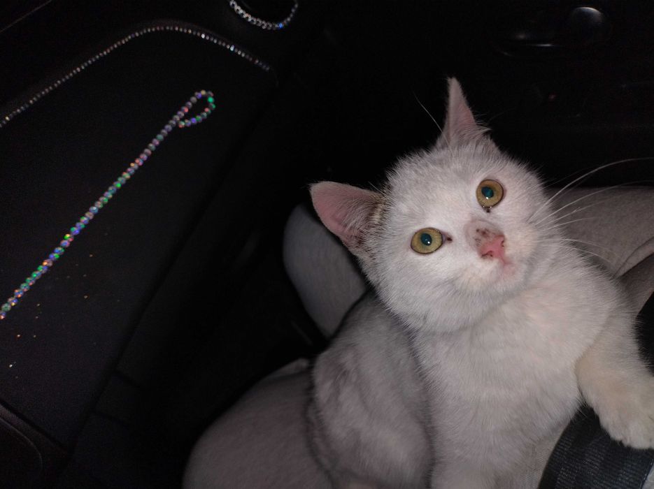 Adopție urgentă, a fost găsită pe autostradă