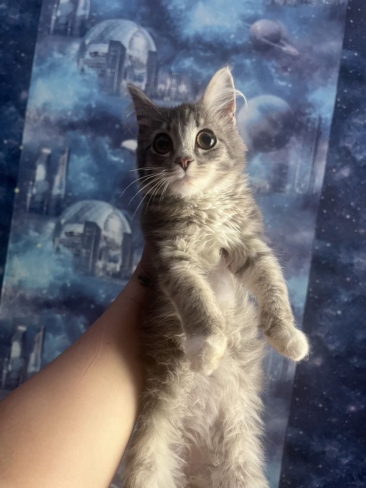 Котенок Меин Кун