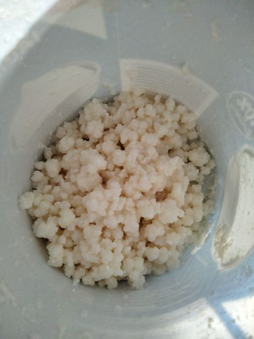 Ciuperca Kefir tibetan