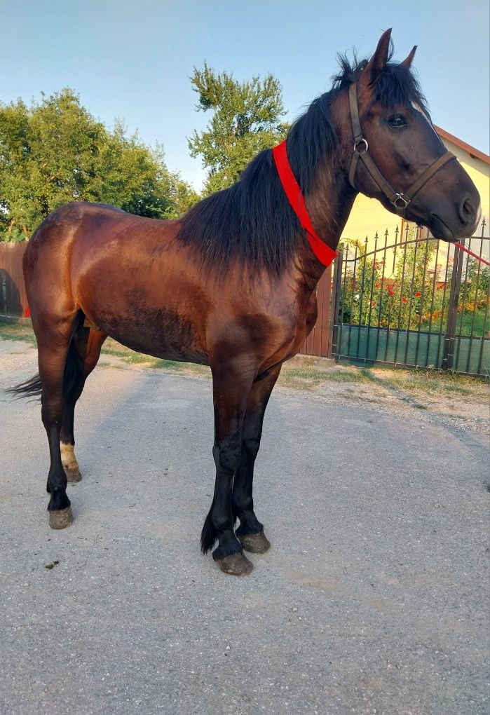 Cârlan de vânzare!
