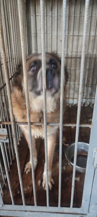 ПорОдиСтыЕ соБаЧки ждут любящих хозяев в отлове