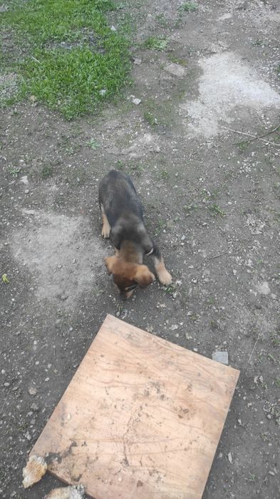 Отдам кутят в хорошие руки