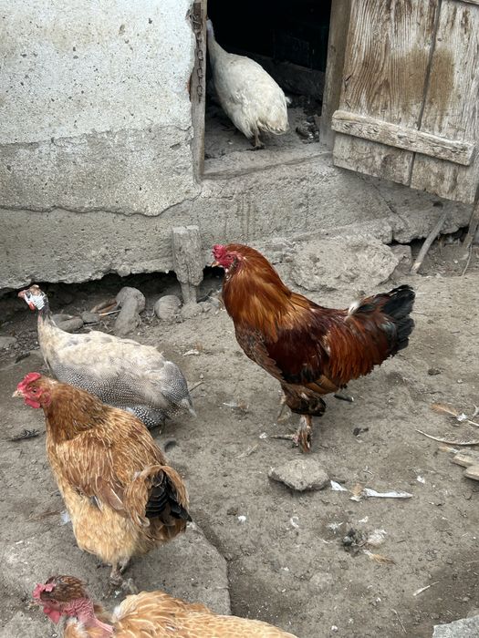 Cocos ameraucana oua verzi