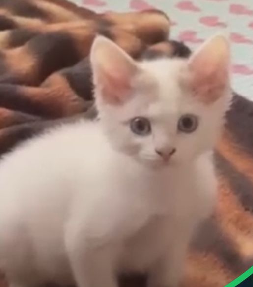 Отдам котят ответственным людям