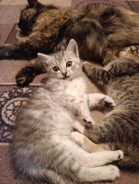 Отдам котят в добрые руки