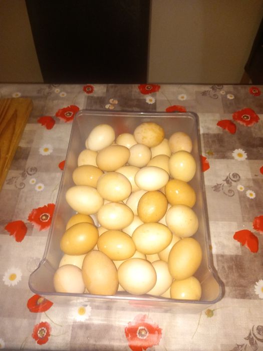 Vând ou de casă,pentru incubat sau pentru consum!