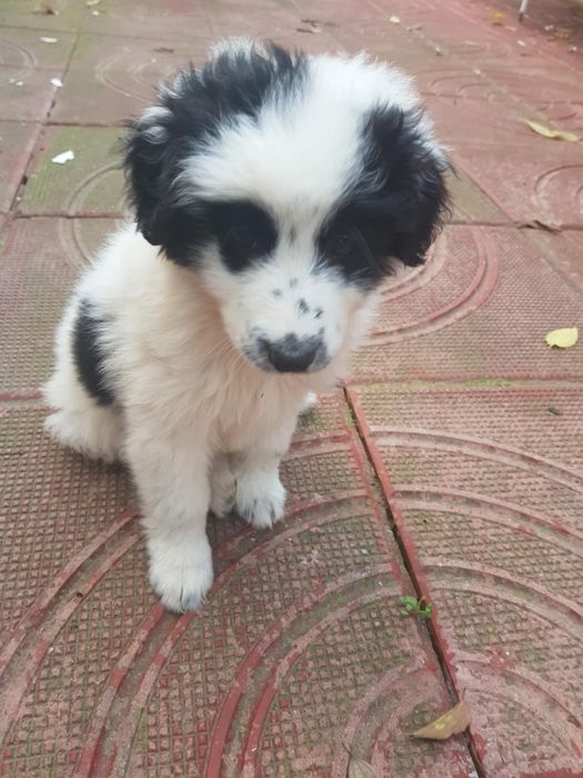 Подарявам кученце