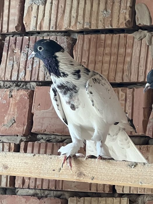 Голубки Карабаш чемпионы Азербайджана!