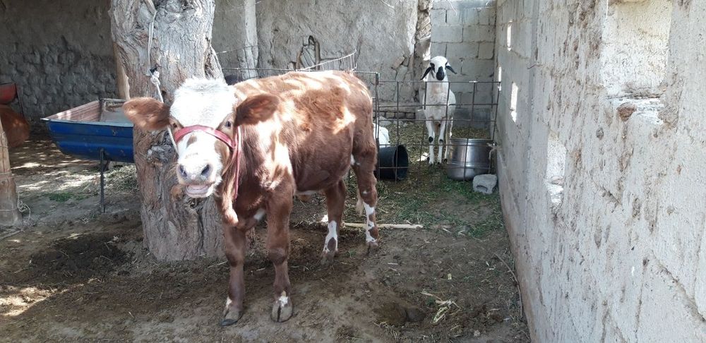 Gibrid buqa boqishga tayyor 6 oylik