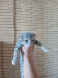 котёнки скотиш фолд