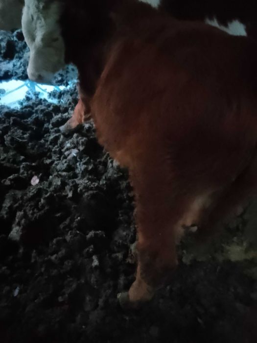 Vând tăuraș  de 4 luni jumate