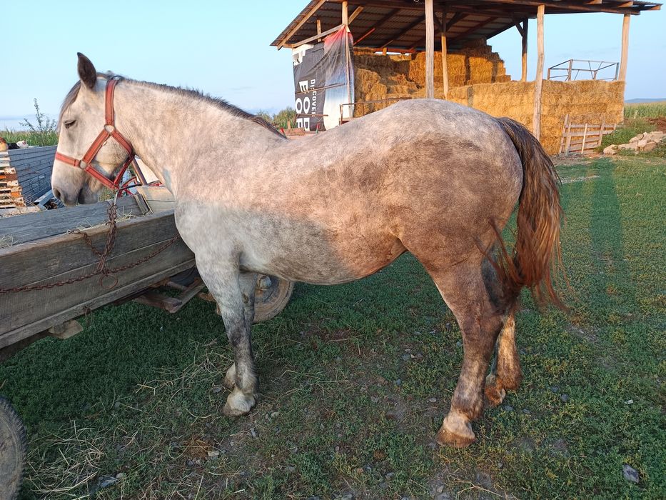 Vând o mânză sură