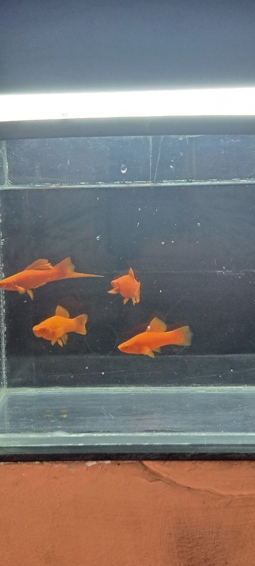 Pesti de acvariu Xyfo blodred juvenili crescuți cu apa de rețea .