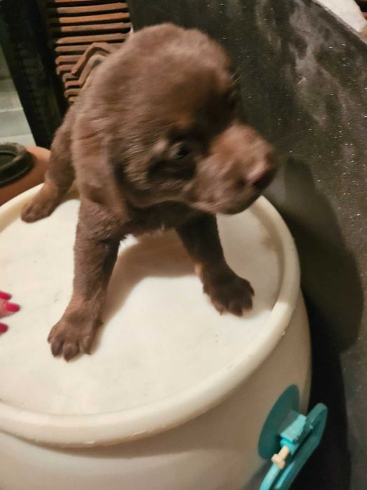 Лабрадорчета куче