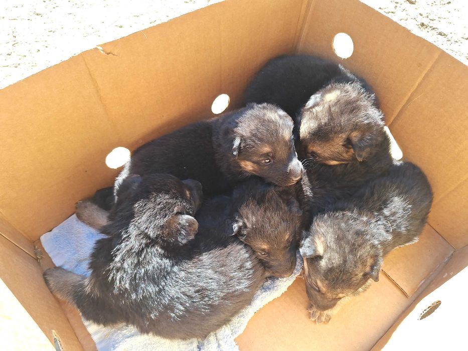 Кученца от Немска овчарка