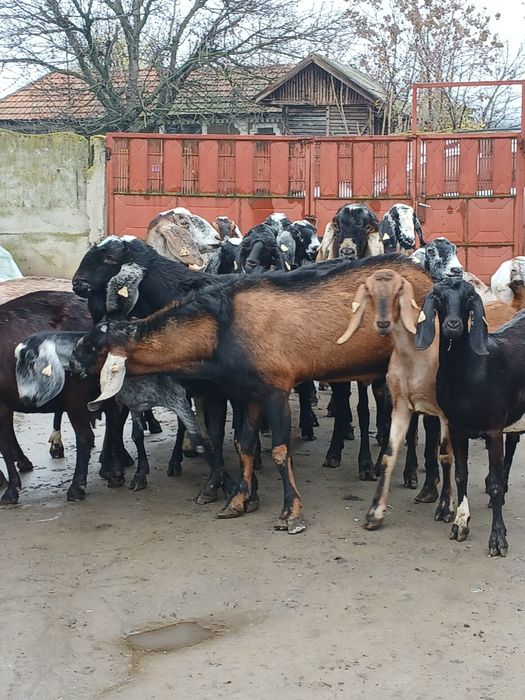 Vând 3 țapi și 14 capre anglonubiene
