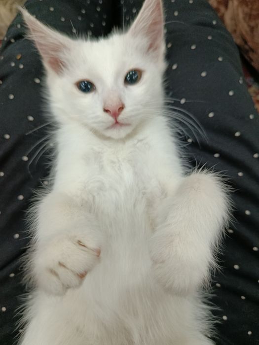 Uyda orgatilgan mushuk