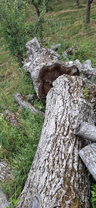 Bustean de nuc si cires pentru blaturi