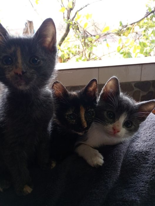 Pt adopție,2 pisicuțe și un motanel