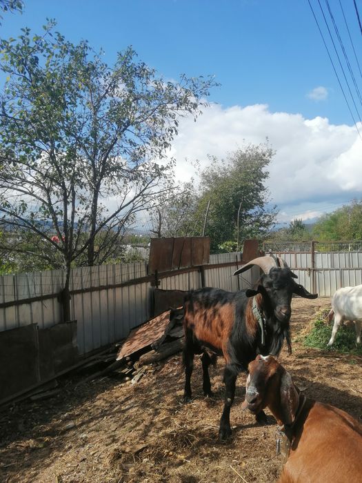 Țap de vânzare rasă mixtă Angolonubian cu alpin francez