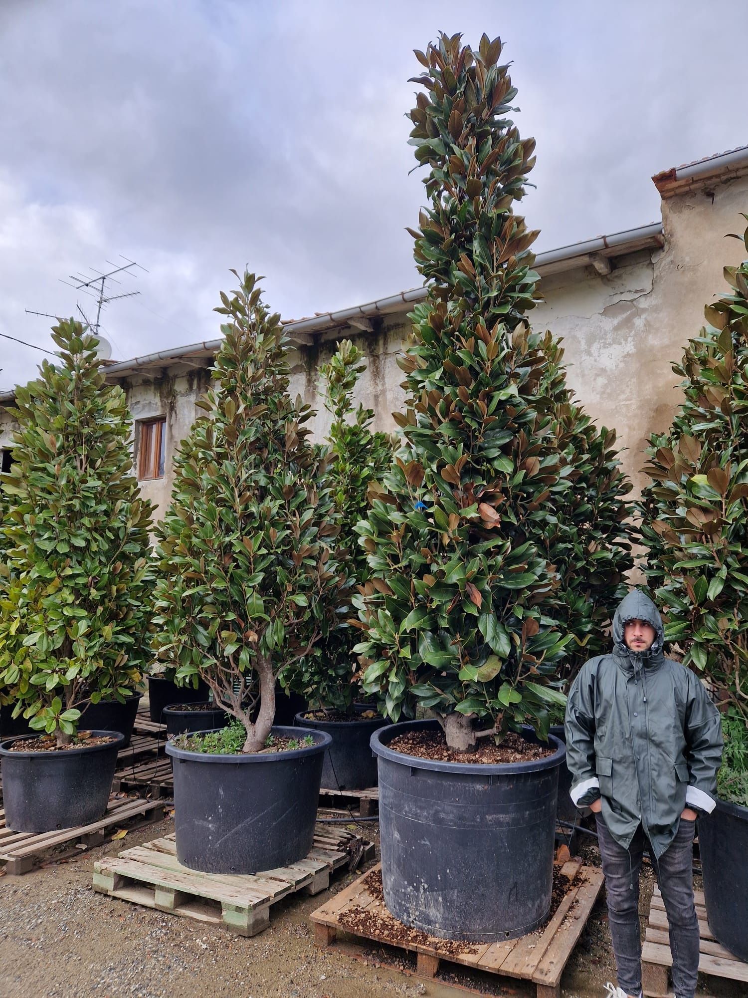 Vând magnolia grandiflora copac si tufa , magnolia veșnica verde