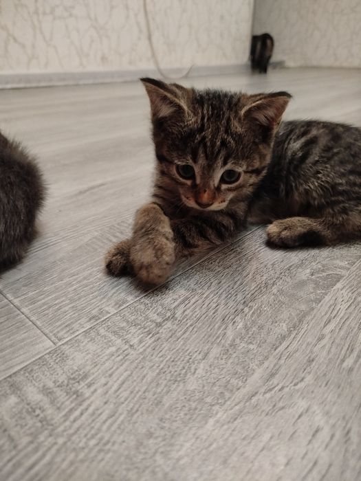 Отдам даром котят ,в добрые руки