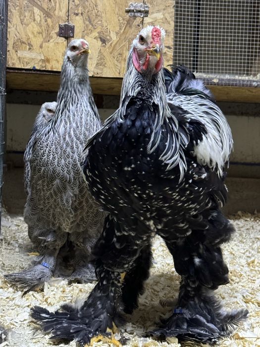 Pui de o zi si oua incubat Brahma Marans Sussex La Bresse Australorp