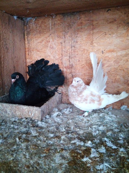 Vând porumbei sau schimb