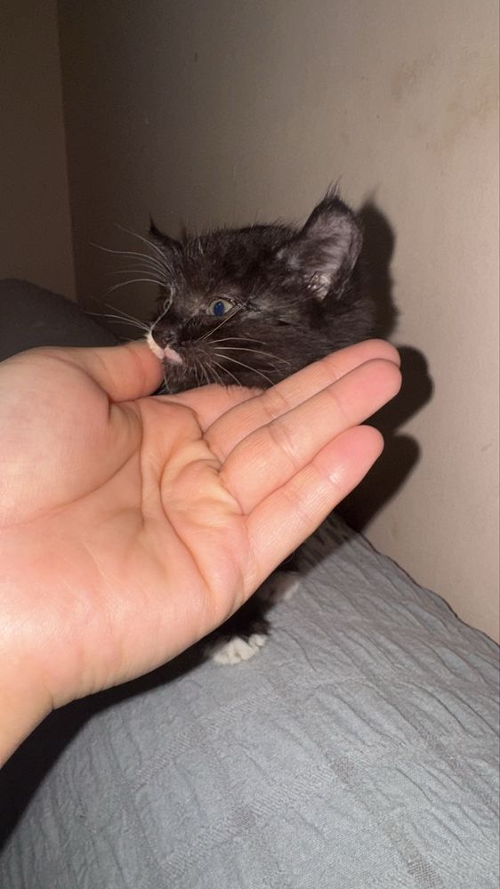 Бесплатно Котенок,девочка 1месяц,кушает домашьнюю еду