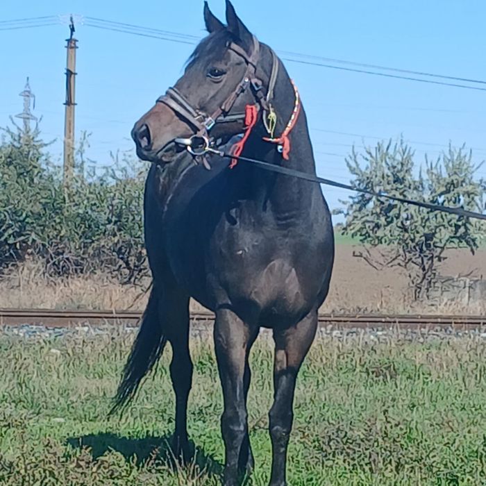 Vand Iapa Pur Sange Englez