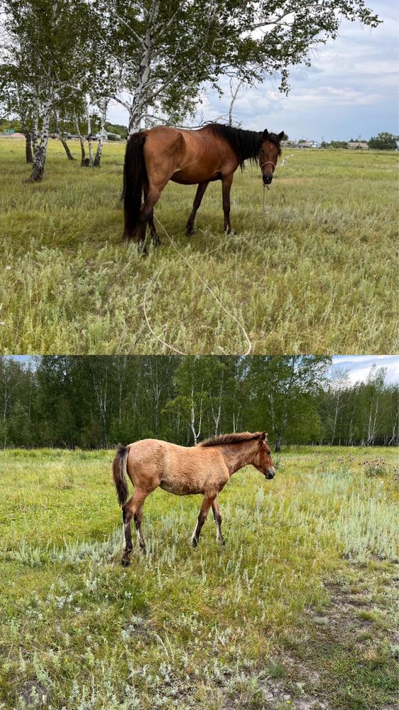 Продам лошадь с жеребенком