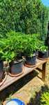 vand plante de ardei foarte iuti(ex. carolina reaper,scorpion,brown..)