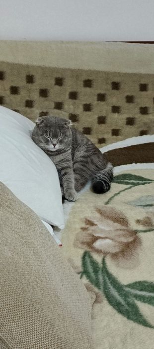 Mushuk skotish fo'ld o'gil bola