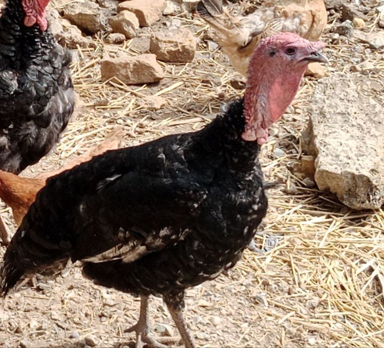 Туйе тауык сатылады