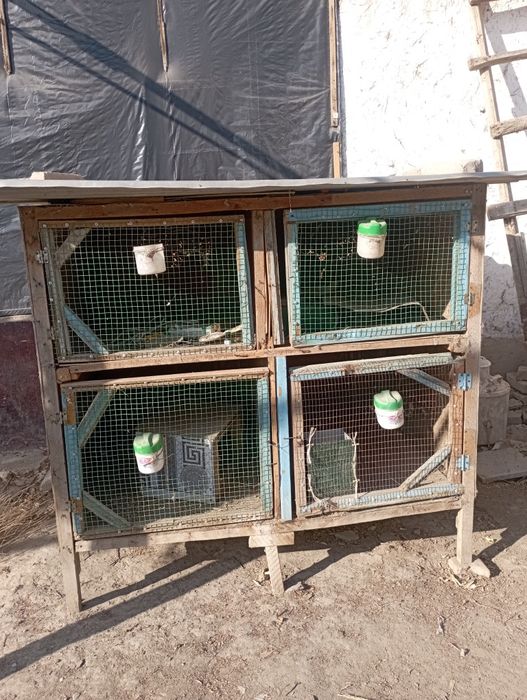 4xonali qafas sotiladi holati yaxshi