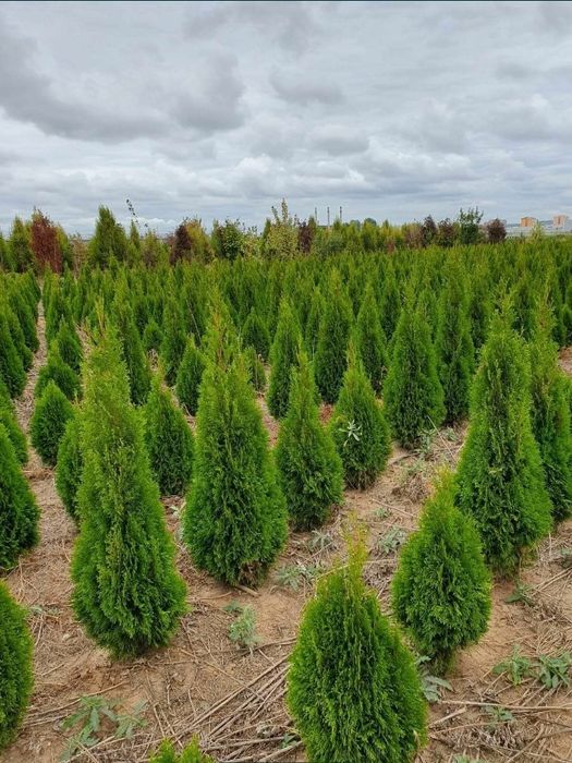 Plante ornamentale aclimatizate