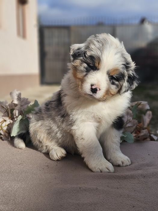 Ciobanes australian/ Aussie