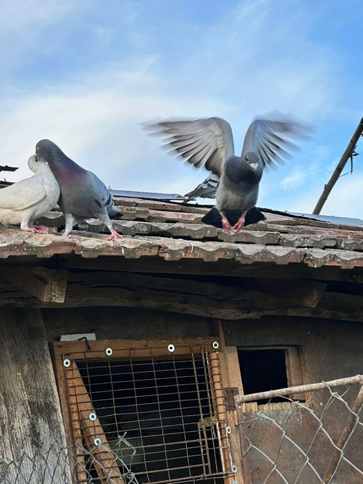 Porumbei voiajori disponibili