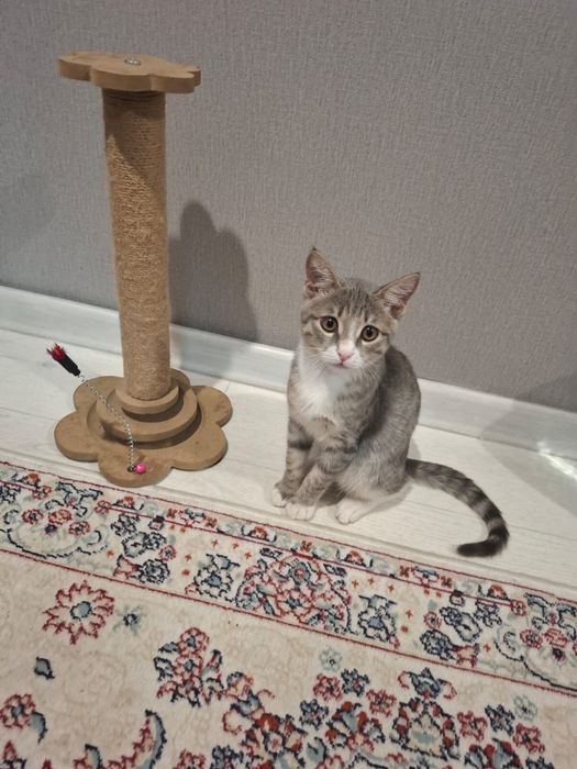 Отдам котика в хоршие руки