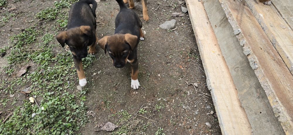 Căței spre Adopție