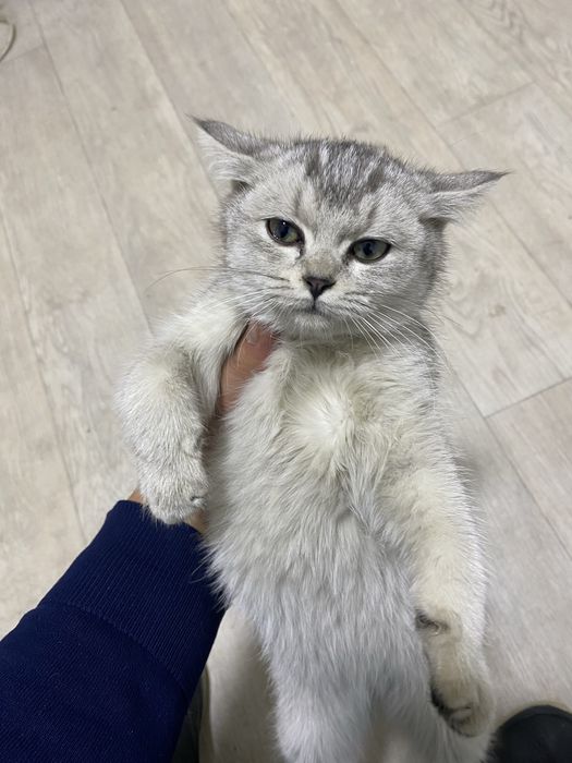 Mushuk zotdor arzon sotiladi britansky silver