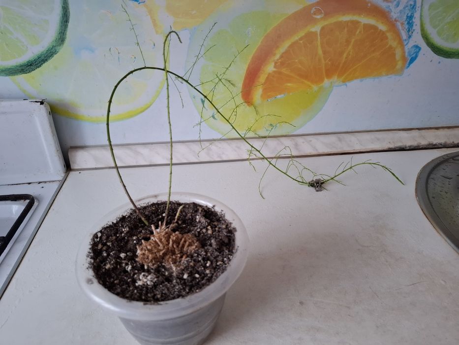 Продам Аспарагус Шпренгера