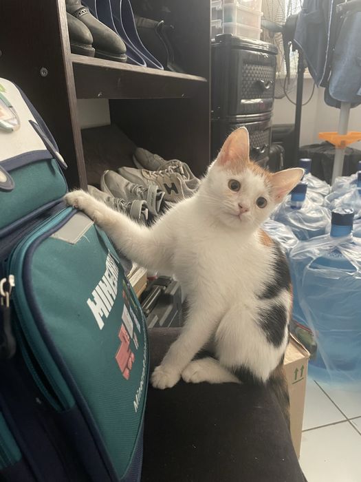 Кошечка 2,5 месяца,ласковая,к лотку приучена,ищет добрые руки