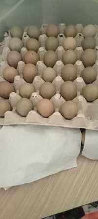 Ouă de fazan, proaspete bune pt incubat