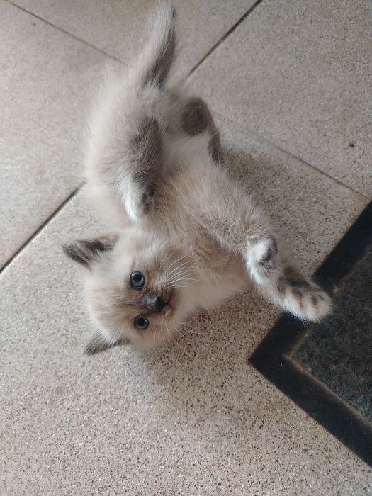 Котята  бесплатно
