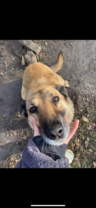 Câini pentru adopție